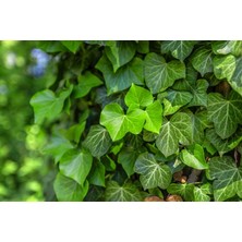 Tnc Garden Groups Hedera Helix Orman Sarmaşığı 50 100 Cm 5 Adet