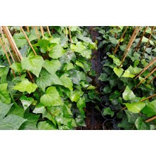 Tnc Garden Groups Hedera Helix Orman Sarmaşığı 50 100 Cm 5 Adet
