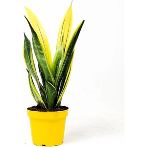 Fidan Burada Sansevieria Trif. Gold Flame Sarı Paşa Kılıcı