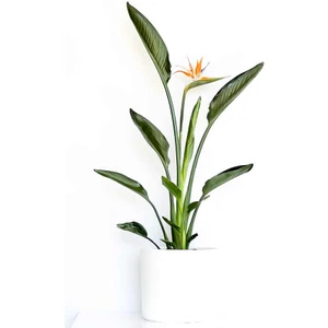 Fidan Burada Starliçe Reginae - Cennet Kuşu (Strelitzia Reginae) - Beyaz Ruby Saksılı 60-80CM