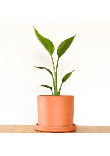 Starliçe - Beyaz Cennet Kuşu 30-40 cm Terra Cotta Ruby Saksılı