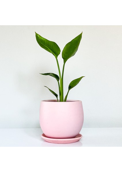 Starliçe - Beyaz Cennet Kuşu Curvy Pembe Saksılı 30-40 cm (Strelitzia Nicolai)
