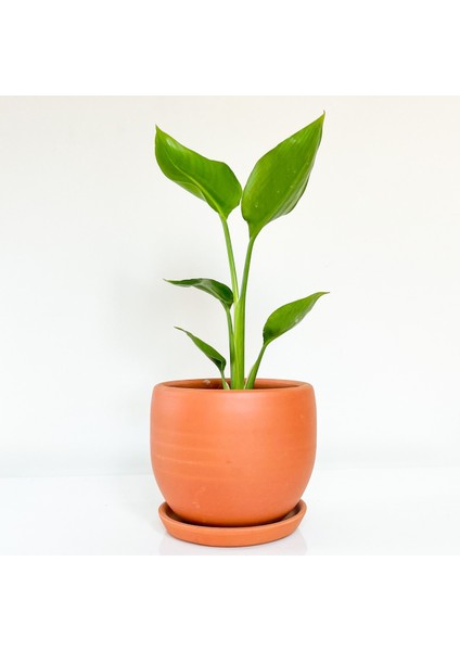 Starliçe - Beyaz Cennet Kuşu Curvy Terra Cota Saksılı 30-40 cm (Strelitzia Nicolai)