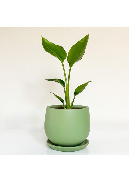 Starliçe - Beyaz Cennet Kuşu Curvy Mint Yeşili Saksılı 30-40 cm (Strelitzia Nicolai)