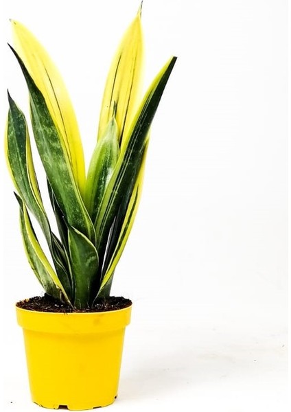 Sansevieria Trif. Gold Flame Sarı Paşa Kılıcı