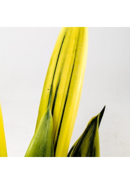 Sansevieria Trif. Gold Flame Sarı Paşa Kılıcı