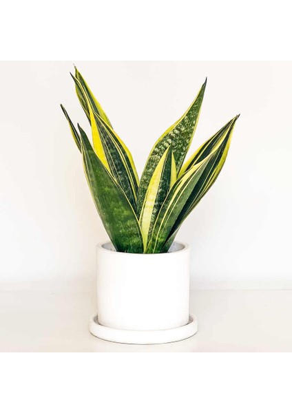 Sansevieria Trif. Gold Flame Sarı Paşa Kılıcı - Beyaz Ruby Saksılı 30-40 cm