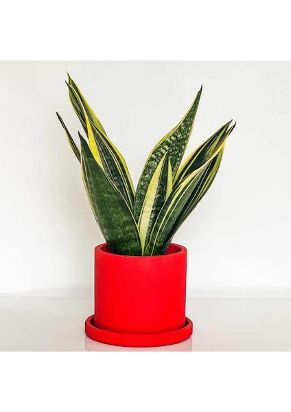 Sansevieria Trif. Gold Flame Sarı Paşa Kılıcı - Kırmızı Ruby Saksılı 30-40 cm