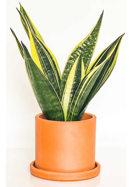 Sansevieria Trif. Gold Flame Sarı Paşa Kılıcı - Terra Cotta Ruby Saksılı 30-40 cm