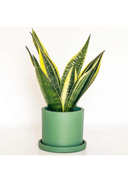 Sansevieria Trif. Gold Flame Sarı Paşa Kılıcı - Mint Yeşili Ruby Saksılı 30-40 cm