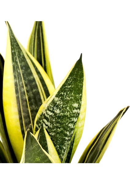 Sansevieria Trif. Gold Flame Sarı Paşa Kılıcı - Mint Yeşili Ruby Saksılı 30-40 cm