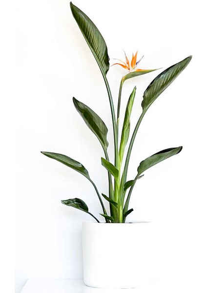 Starliçe Reginae - Cennet Kuşu (Strelitzia Reginae) - Beyaz Ruby Saksılı 60-80CM