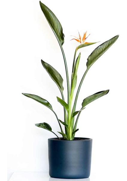 Starliçe Reginae - Cennet Kuşu (Strelitzia Reginae) - Antrasit Ruby Saksılı 60-80CM