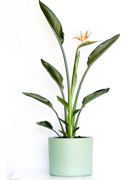 Starliçe Reginae - Cennet Kuşu (Strelitzia Reginae) - Mint Yeşili Ruby Saksılı 60-80CM