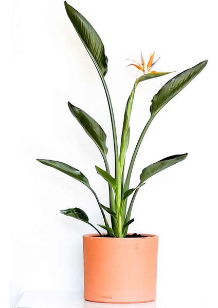 Starliçe Reginae - Cennet Kuşu (Strelitzia Reginae) - Terra Cotta Ruby Saksılı 60-80CM