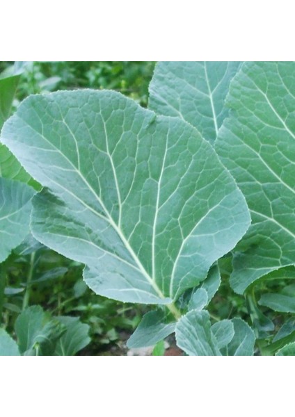 Yerli Ata Tohumu Karadeniz Lahanası 100 Adet