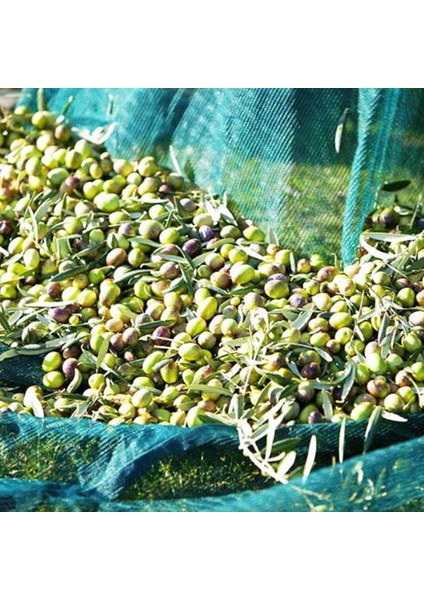 5x5 Metre Zeytin Sergisi Zeytin Toplama Filesi Fındık Fıstık Örtüsü Gölgelik Dut Meyve Sergisi Taban Örtüsü