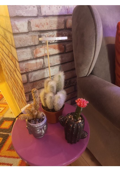 LED Lamba DC5V USB Phytolamp Tam Spektrumlu Bitki Lamba Tek Melek Halka Günışığı -Hidroponik indirimleri