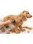 ® Köpek Traş Aleti Mepol 8008 Köpek Traş Makinesi 2