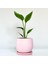 Starliçe - Beyaz Cennet Kuşu Curvy Pembe Saksılı 30-40 cm (Strelitzia Nicolai) 1