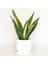 Sansevieria Trif. Gold Flame Sarı Paşa Kılıcı - Beyaz Ruby Saksılı 30-40 cm 1