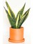 Sansevieria Trif. Gold Flame Sarı Paşa Kılıcı - Terra Cotta Ruby Saksılı 30-40 cm 1