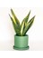 Sansevieria Trif. Gold Flame Sarı Paşa Kılıcı - Mint Yeşili Ruby Saksılı 30-40 cm 1