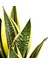 Sansevieria Trif. Gold Flame Sarı Paşa Kılıcı - Mint Yeşili Ruby Saksılı 30-40 cm 2