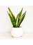 Sansevieria Trif. Gold Flame Sarı Paşa Kılıcı - Beyaz Curvy Saksılı 30-40 cm 1