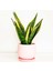 Fidan Burada Sansevieria Trif. Gold Flame Sarı Paşa Kılıcı - Pembe Curvy Saksılı 30-40 cm 1