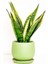 Sansevieria Trif. Gold Flame Sarı Paşa Kılıcı - Mint Yeşili Curvy Saksılı 30-40 cm 1