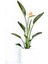 Starliçe Reginae - Cennet Kuşu (Strelitzia Reginae) - Beyaz Ruby Saksılı 60-80CM 1