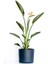 Starliçe Reginae - Cennet Kuşu (Strelitzia Reginae) - Antrasit Ruby Saksılı 60-80CM 1
