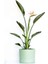 Starliçe Reginae - Cennet Kuşu (Strelitzia Reginae) - Mint Yeşili Ruby Saksılı 60-80CM 1