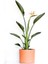 Starliçe Reginae - Cennet Kuşu (Strelitzia Reginae) - Terra Cotta Ruby Saksılı 60-80CM 1