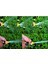 Garden Kid Bahçe Sulama Hortumu 1/2 Termo Plastik Hortum 20 Metre Hortum Seti 5