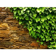Tnc Garden Groups Hedera Helix Orman Sarmaşığı 50 100 Cm 5 Adet