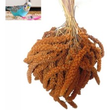 Aydemirler Kızıl Dal Darı Doğal Kuş Yemi 1 Kg