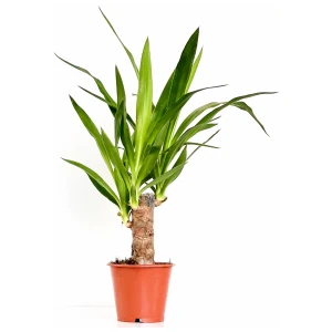 Fidan Burada YUKA BİTKİSİ  (Yucca Massengena) Tek Gövdeli