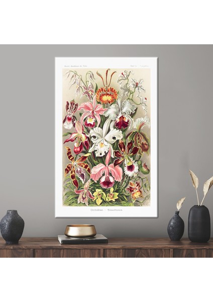 1 Parça Kanvas Tablo, Ernst Haeckel, Çiçek Kanvas Sanatı, Çiçek Kanvas Baskı, Yağlı Boya Baskısı,