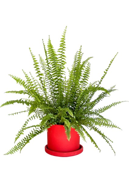 Aşk Merdiveni Nephrolepis Kırmızı Ruby Saksılı