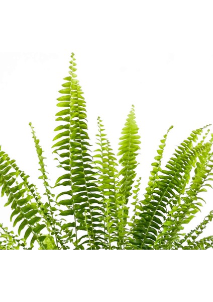 Aşk Merdiveni Nephrolepis Kırmızı Ruby Saksılı fiyatları