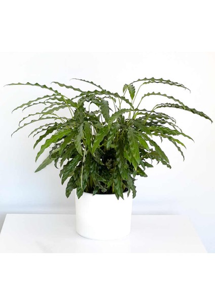 Kalatya-Calathea Rufibarba Green Beyaz Ruby Saksılı 60- 80 Cm