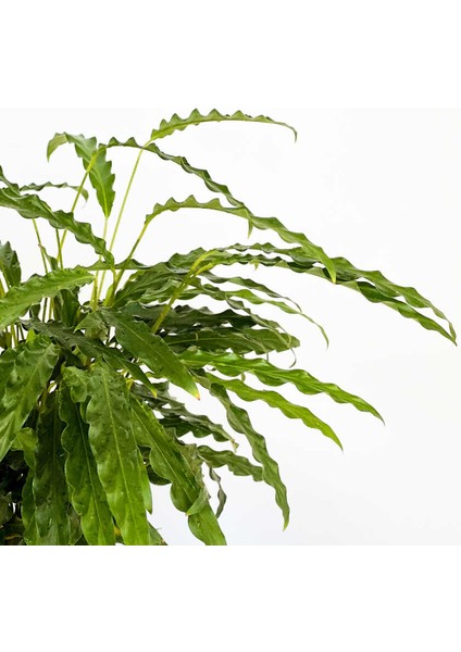Kalatya-Calathea Rufibarba Green Beyaz Ruby Saksılı 60- 80 Cm fiyatları