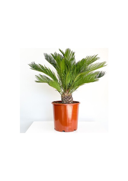 SİKAS - Cycas Revoluta - Japon Sago Palmiyesi - Gövde Boyu 10-15 cm