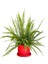 Aşk Merdiveni Nephrolepis Kırmızı Ruby Saksılı 1