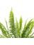 Aşk Merdiveni Nephrolepis Kırmızı Ruby Saksılı 2