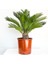 SİKAS - Cycas Revoluta - Japon Sago Palmiyesi - Gövde Boyu 10-15 cm 1