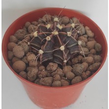 Pagoda Dörtlü Gymnocalycium Mihanovichii Set