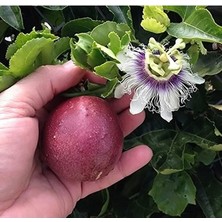 Tüplü Mavi Çiçekli Kokulu Passiflora Ağacı Fidanı